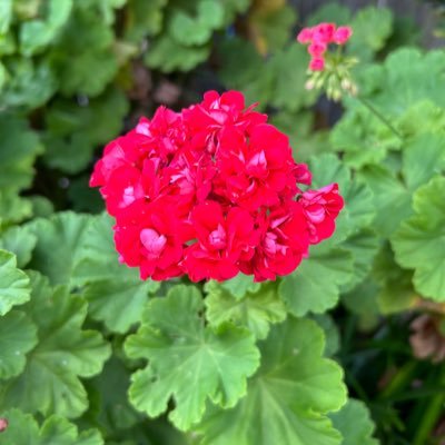 judibeth53's profile picture. i love USA politics. not sure who is right and who is wrong but the world is certainly in a big mess.