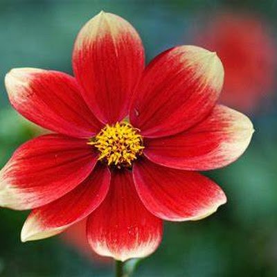 deepica_s39075's profile picture. 