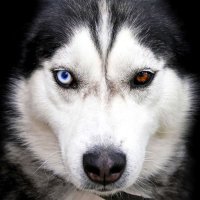 Nero (@nerohusky) 's Twitter Profile