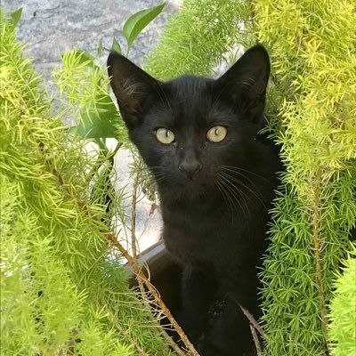 triciastweets's profile picture. My name is Tricia, I'm married, mom of 3, g-ma of 5. Retired lunch lady in 2022 after 23 years! 🍏🍇🥕🍕🧇