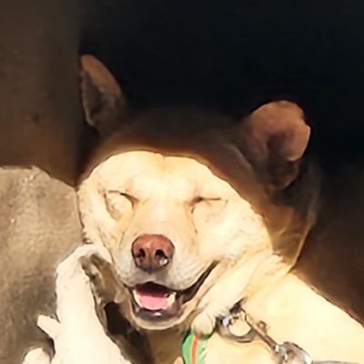my dog name is dodge
i need little help!! bitcoin fuk u