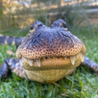 GATORGUTS.COM @ Bluesky !! (@gatorguts) 's Twitter Profile