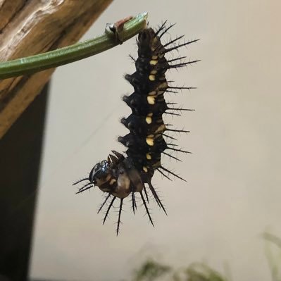 caitlingrand's profile picture. it's a labo(u)r of love and people and planet