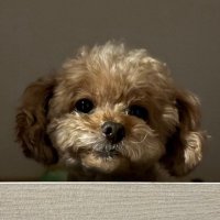 滝沢@パンダ (@webadtakizawa) 's Twitter Profile