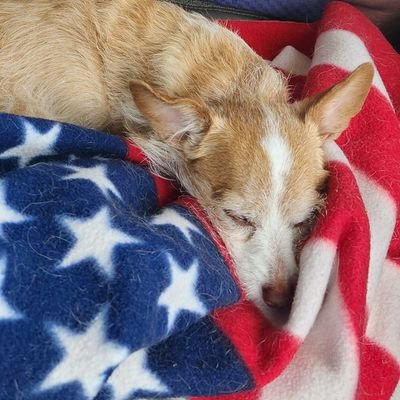 Flobug2024's profile picture. Patriotic mom to Flo Bug 🇺🇸 
Trump MAGA Supporter from Day 1!   
Love Oregon, hate the politics!