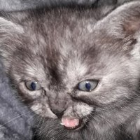 Katzuo COMMS OPEN (@katzuo_) 's Twitter Profile Photo Katzuo COMMS OPEN (@katzuo_) 's Twitter Profile Photo