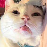 ⋆｡ﾟ☁︎｡⋆ jane ray｡ ﾟ☾ ﾟ｡⋆ (@yanderejane) 's Twitter Profile Photo