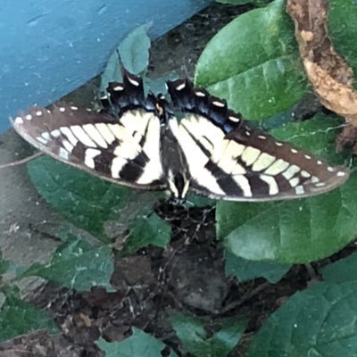 APenname's profile picture. 