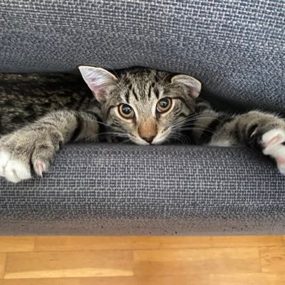 TheBunny75's profile picture. a Kind and odd little fella interested in beautiful/dark things… and stupid stuff. An old man with a young mind. 😎