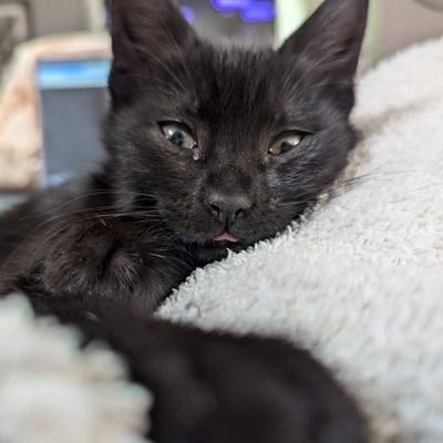 whiskeywhit_'s profile picture. Will laugh at inappropriate times. 
If you don't speak sarcasm fluently, don't bother me. Trump worshiping gets 🚫 #BLM