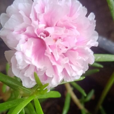 Hema_esther's profile picture. ✌Tech enthusiast | Coder | Problem solver | Developer
 #gfg_username hemashahg3q