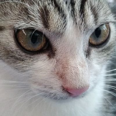helo, support small artist if u like :)))

I draw pjeg, dangan, other( private ), I learn draw, shitpost, my opn on things :), I don't hate things