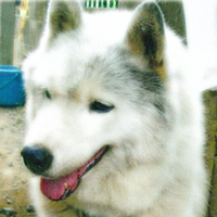 chibilico's profile picture. 子供が生まれました٩( 'ω' )و