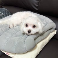 りえ (@satoshosigetama) 's Twitter Profile