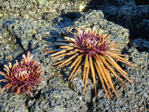 pistachenoire1's profile picture. 