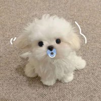 ゴン太 (@skmxme) 's Twitter Profile