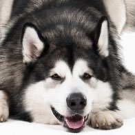保守犬 (@houndterrier7er) Twitter profile photo