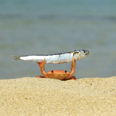 speedstar081's profile picture. 