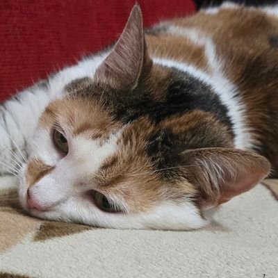 EllaKitsurin's profile picture. 