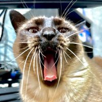 えぼにぃ (@ebony_f) 's Twitter Profile