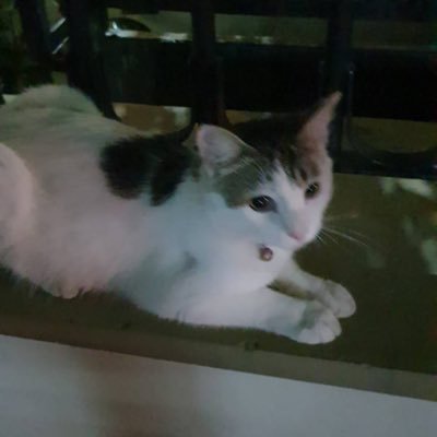 Oyyrsknsnni's profile picture. 🗻