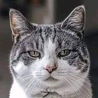 Viviane Dulac🇨🇵🇮🇹🇵🇹⚜️🇦🇲 ✝️ (@la_dame_du_lac1) 's Twitter Profile Photo Viviane Dulac🇨🇵🇮🇹🇵🇹⚜️🇦🇲 ✝️ (@la_dame_du_lac1) 's Twitter Profile Photo