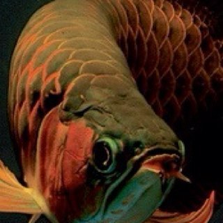 Kenjimyson's profile picture. 