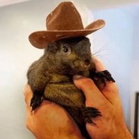 PNUTS - Peanuts for Squirrel | Fan page (@pnutforsquirrel) 's Twitter Profile