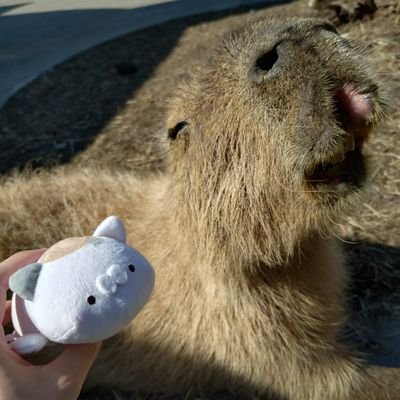 じゅねこ🐱さんのプロフィール画像