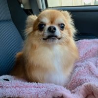 むぎ(麦) (@chihuahua_mugi) 's Twitter Profile