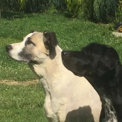 kleinhannah0104's profile picture. ✝️ Charlie Kirk✝️ Amen 🙏AFD 💙no DM ⛔ Tierschutz thegodfatherofdogs. https://t.co/j2oPl1eb5Y Savethedogsbih.