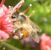 We teach Beekeeping and sell Honey, Beekeeping Supplies and Gifts in Sebastopol, CA. We also have a Honey Shop in the San Francisco Ferry Building.