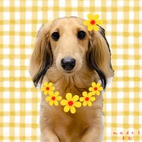 noakoma.fu (@noakoma_fu) Twitter profile photo