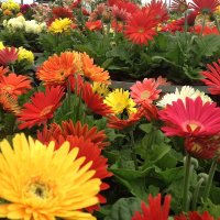 Navan Garden Centre (@centrenavan) 's Twitter Profile