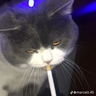 AdvanceMy's profile picture. 