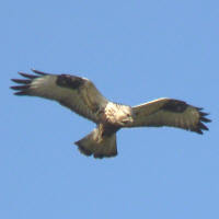 Norfolk nature