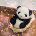 萌萌🐼💕 (@mengmeng_panda) Twitter profile photo 萌萌🐼💕 (@mengmeng_panda) Twitter profile photo
