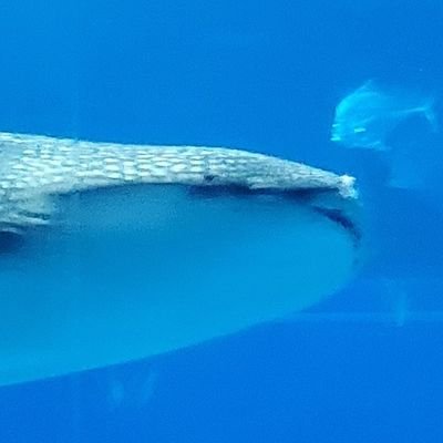 やすよホイール D45 やすよホイール D45