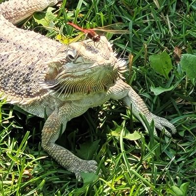 Aceragelady's profile picture. Sick of everything these Days!!