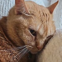 Mia (@miavossonthego) 's Twitter Profile