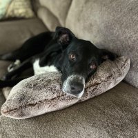 Bsk (@woofer1824) 's Twitter Profile