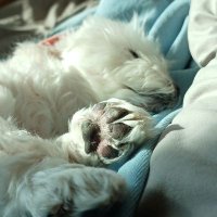 지성 (@js_vc0123) 's Twitter Profile Photo