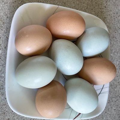 m95258684's profile picture. nc state alumna. wbb fan. wnba fan