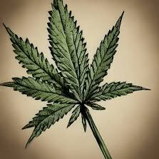 Advocate, Investor since 2019 & Believer of a Green Future for America. Never Advice. DYODD. $GTBIF $TCNNF $CRLBF $VRNOF $CBSTF $CURLF