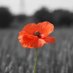 FriendsCWM-AmisMCG (@fcwm_amcg) Twitter profile photo FriendsCWM-AmisMCG (@fcwm_amcg) Twitter profile photo