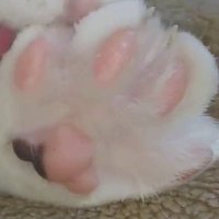 🐾落合🐾れいわオーナーズ (@reiwadesho) 's Twitter Profile Photo 🐾落合🐾れいわオーナーズ (@reiwadesho) 's Twitter Profile Photo