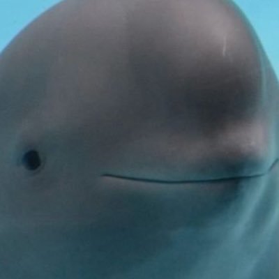 Liborio_verne's profile picture. 