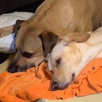 Eduardo Ramos (@wayoramos) 's Twitter Profile