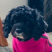 Vera🐶 (@vera_pooch) 's Twitter Profile Photo Vera🐶 (@vera_pooch) 's Twitter Profile Photo