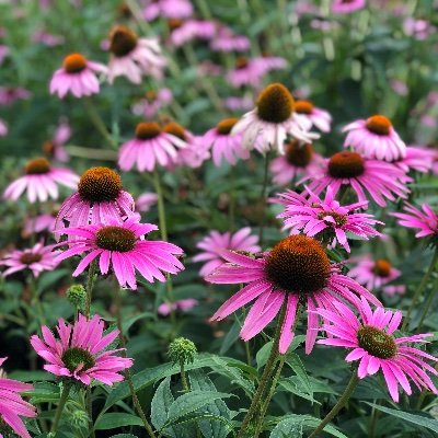 LerchBros's profile picture. Landscaping Company based out of Phoenix, MD providing outstanding design to install projects for both residential and commercial clients.